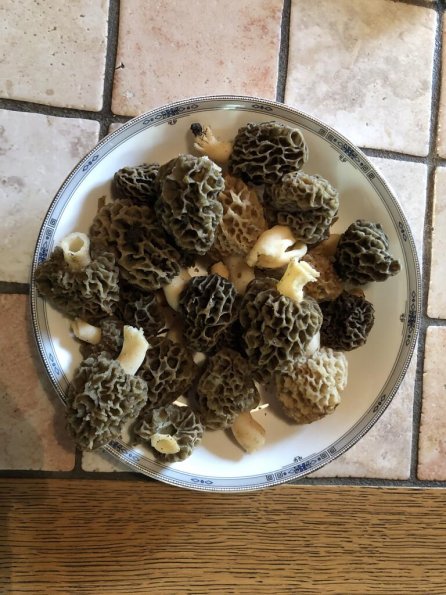 230418_Morilles(II)